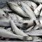 Fish Meal Hight Protein