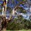 Inian Gum Arable Tree powder