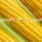 Yellow maize/corn powder FD corn powder