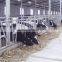 Farm Cow Headlock with 3 mm Thickness Hot-galvanized Steel Pipe