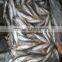 Sea frozen horse mackerel