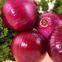 Wholesale Red Onion Fresh Onion Price Wholesale Prices Super Price