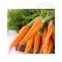 High quality carrot seed oil wholesale 8015-88-1