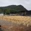 New Tech Fresh Harvest Biomass Fuel Rice Hust Pellet Briquette China Supplier