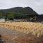 Wholesale  biomass pellets wood fuel with low carbon emissions