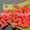 Factory Supply Efficient Fruit Washing Machine