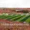 Artificial grass for landscape Sport artificial grass for football field