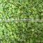 IQF Frozen green papper diced with good quality