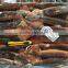 Chinenisis Loligo Squid