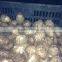 Best Quality of Fresh Shandong Taro