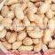 Peanuts Price/peanut Kernel/raw Peanuts Raw Peanut Prices