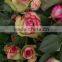 Indoor and outdoor plants multi color Rose