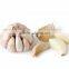 FX-128 CE Approved Garlic Peeling Skin Removal Removing Machine