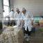 Salted Sheep Casing, natural sausage casing, sheep casing
