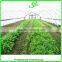 tunnel farming greenhouse for agriculture