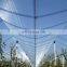 Uv Stabilized Anti Hail Nets Anti Hail Net Anti Hail Protection Net Hdpe