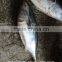 .Frozen bonito Auxis tapeionsoma wholesale 20 kg / bag