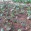 Garden PP Plastic Climbing Mesh Plant Flower Support Trellis Net