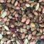 Henning Saint peanut color sorter