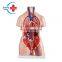 HC-S241 Human three-gender life-size body & organs anatomy model
