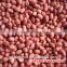 Chinese red skin peanuts 50/60 shandong
