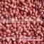 silihong red skin peanuts 40/50