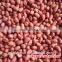 silihong red skin peanuts 50/60