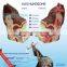 Biological Teaching Aids Anatomic Dog Ear Model
