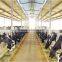 Light Steel Shed for Dairy Cow and Milk Cow