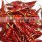Sanam Red Chilli