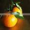 2017 fresh baby mandarin orange
