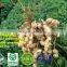 export peanut chinese peanut