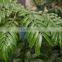 Fujian Angiopteris fokiensis