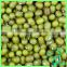 Organic Green Mung Bean Specification