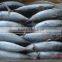 Sarda chiliensis - Eastern Pacific bonito 1000g+