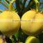 Jatropha Curcus