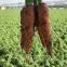 Vegetable Seeds Fresh Carrots Seeds for Sale No.84
