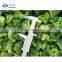 Sinocharm BRC A Approved High Quality Frozen Vegetable IQF Cut Broccoli Floret Frozen Broccoli