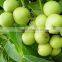 High quality olive harvesting machine