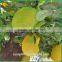 Customized artificial Jackfruit tree plastic artificial Jackfruit tree indoor decoration artificial fruite tree