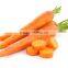 Supply fresh carrot with good quality for sale