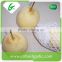 HACCP passed. chinese bulk export fresh ya pear