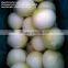 2016 new crop fresh peeled onion