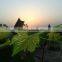Fresh Grapes ( Superior -Flame -Crimson-Thompson -Red Globe ...) crops 2015
