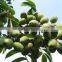 The Olive Leaf Extract with Natural Oleuropein Powder