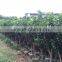 pomelo fruit tree