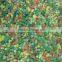 new season califlornia vegetable