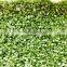 good quality wasabi IQF wasabi