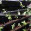 LECA Expanded Clay Pellet 2-4mm for hydroponic/ aquaponic
