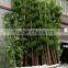 SJ030936 bamboo ornamental plants artificial plant artificial bamboo products